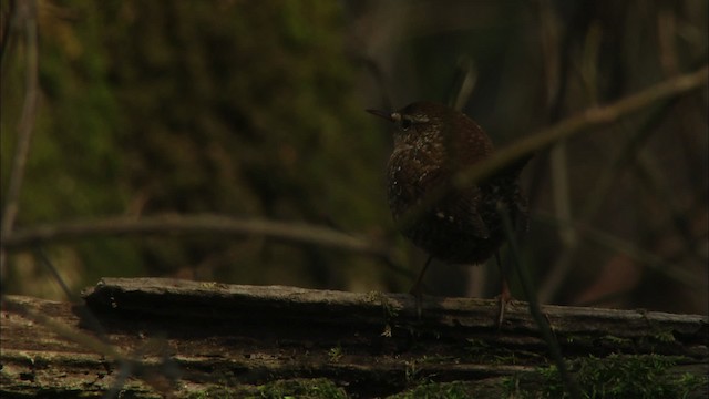 Winter Wren - ML459262
