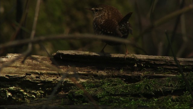 Winter Wren - ML459263