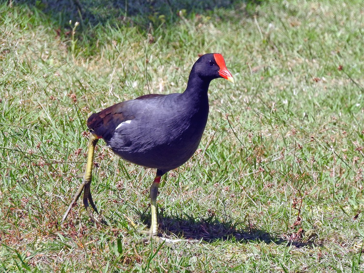 Common Gallinule - ML459263001