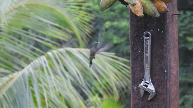 kolibřík skvrnitoprsý - ML459263091