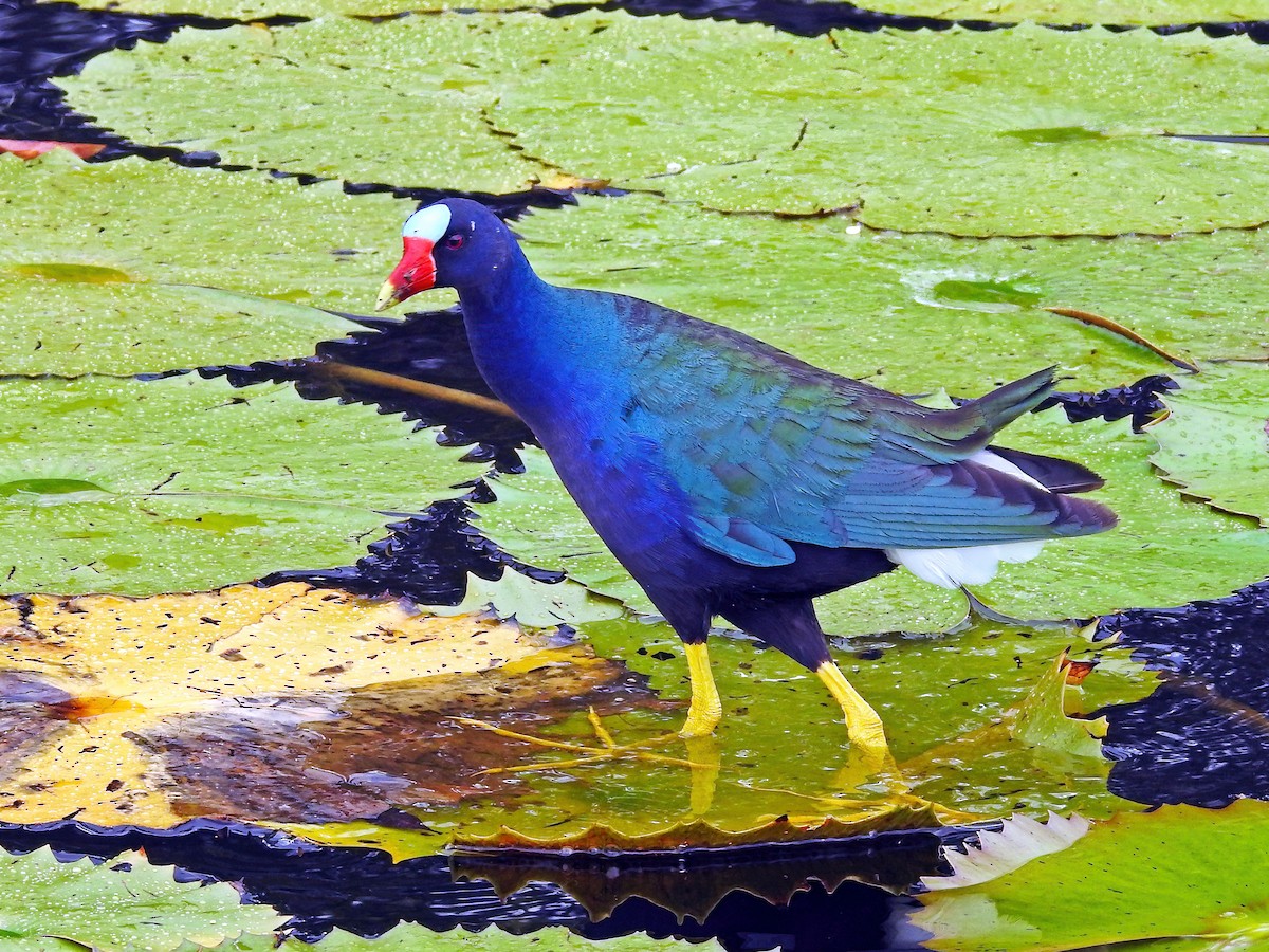 Purple Gallinule - ML459263201