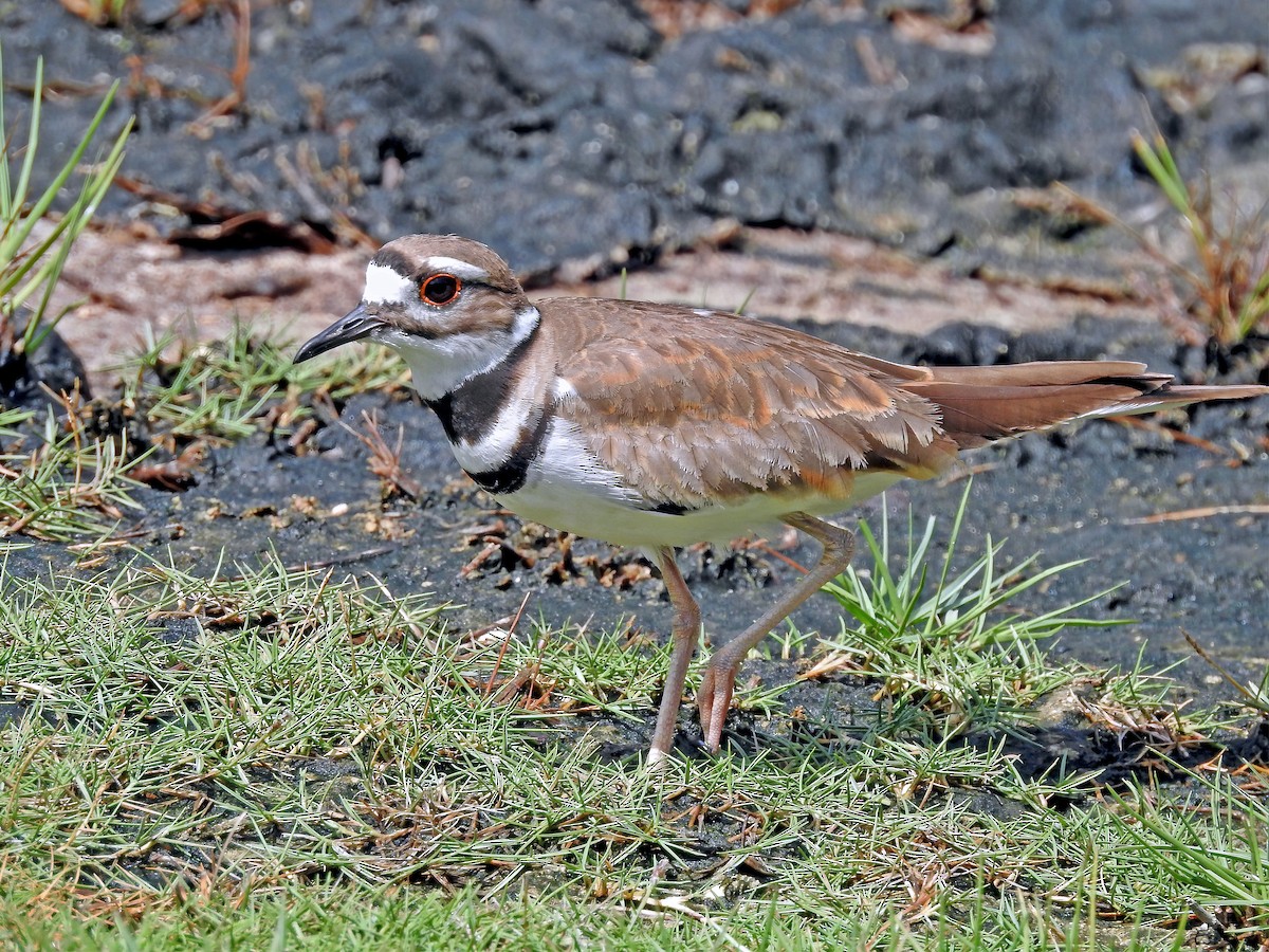 Killdeer - ML459263631