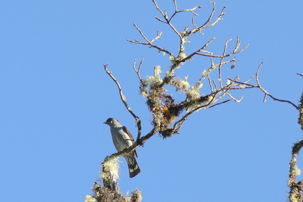 Cotinga Crestirrojo - ML45926371