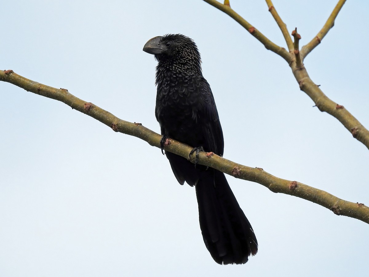 Smooth-billed Ani - ML459264211
