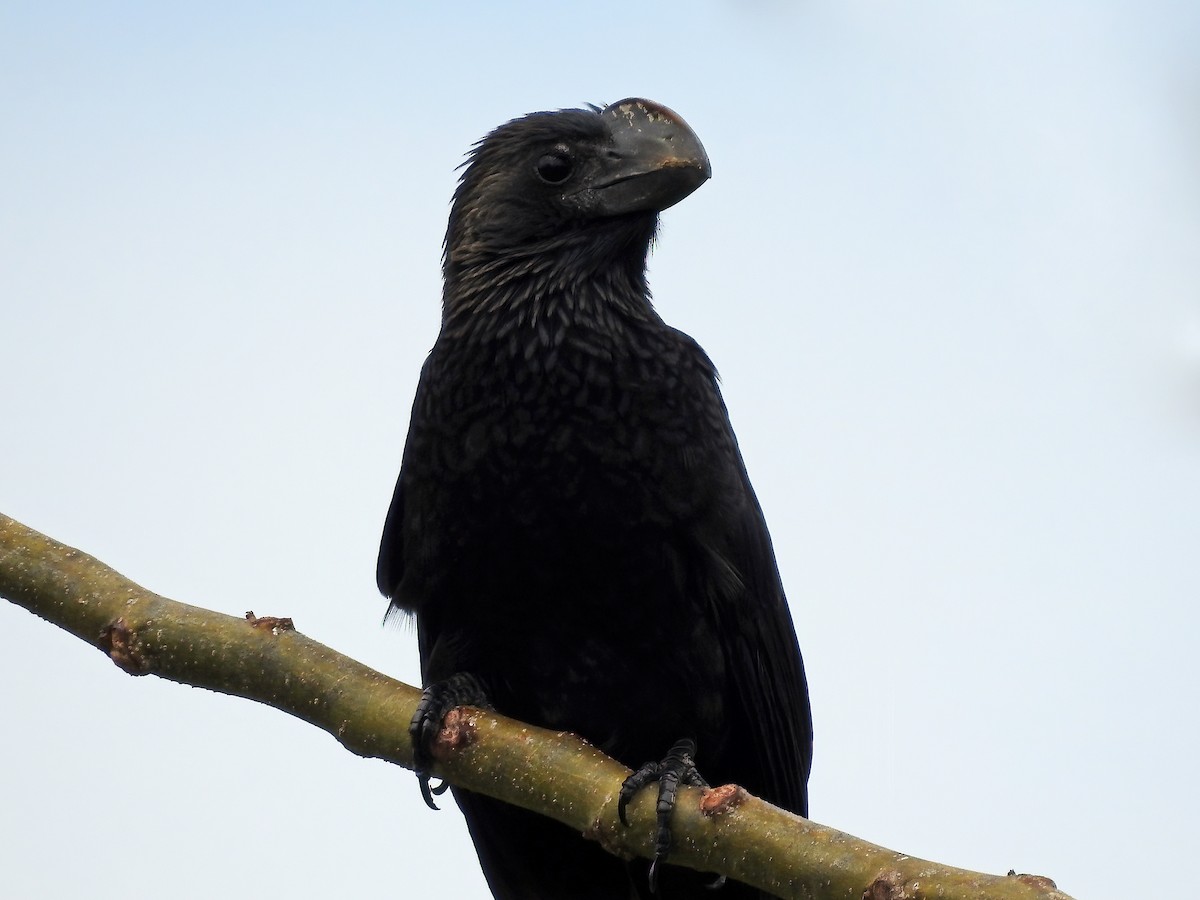 Smooth-billed Ani - ML459264281