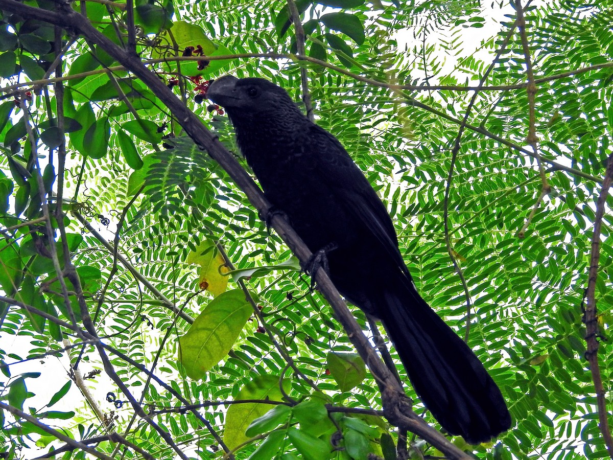 Smooth-billed Ani - ML459264331