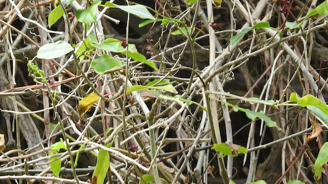 Smooth-billed Ani - ML459264501