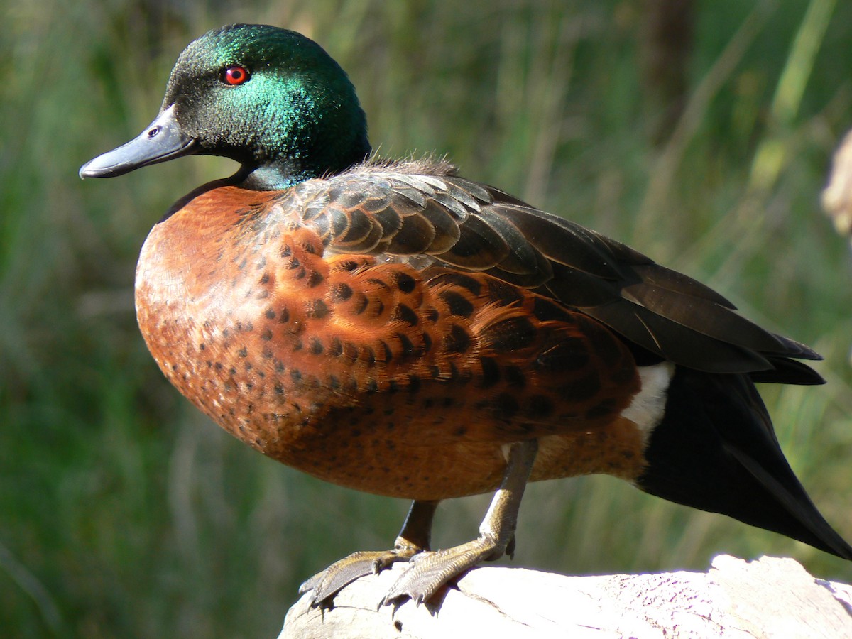 Chestnut Teal - ML459265311