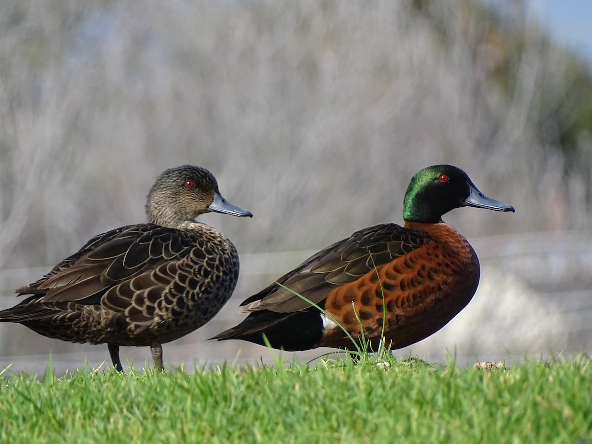 Chestnut Teal - ML459265401