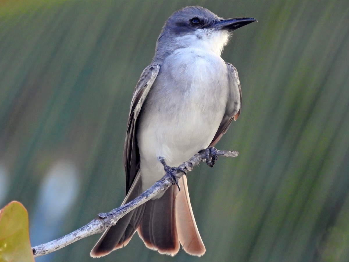 Gray Kingbird - ML459266751