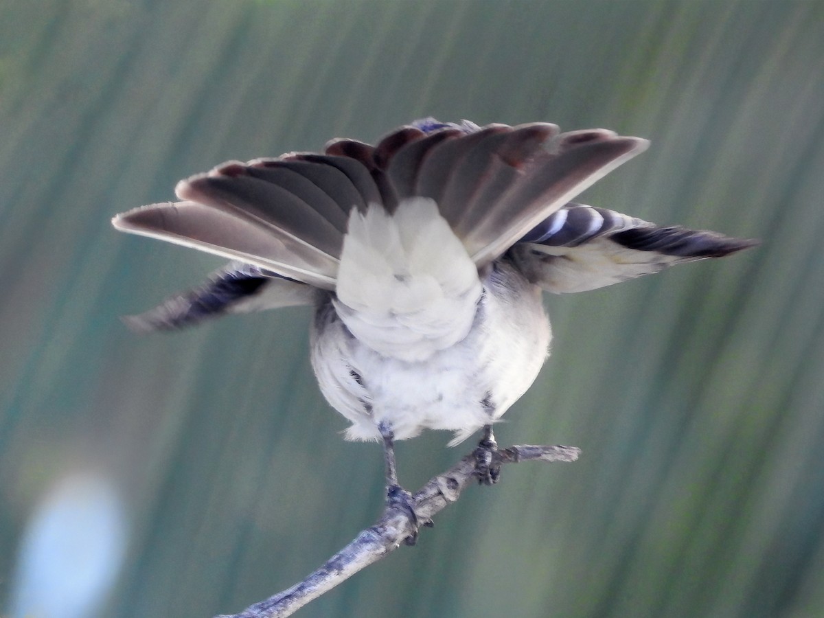 Gray Kingbird - ML459266821