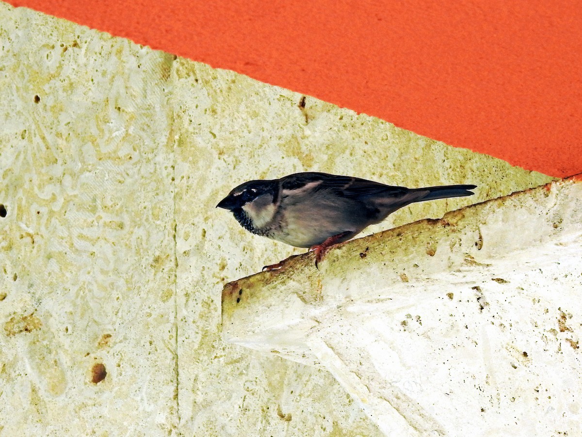 House Sparrow - ML459267641
