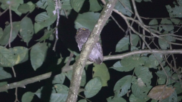 Choco Screech-Owl - ML459268311