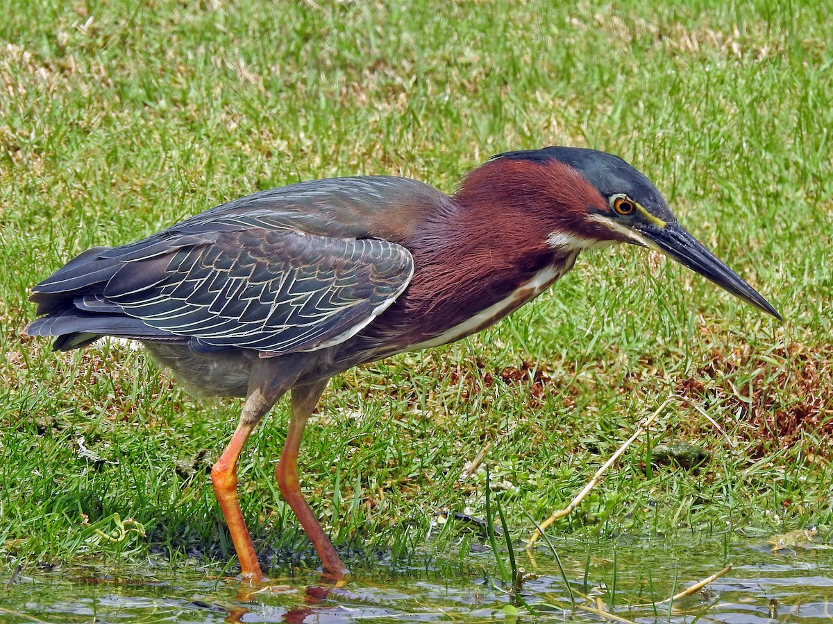 Green Heron - ML459268851