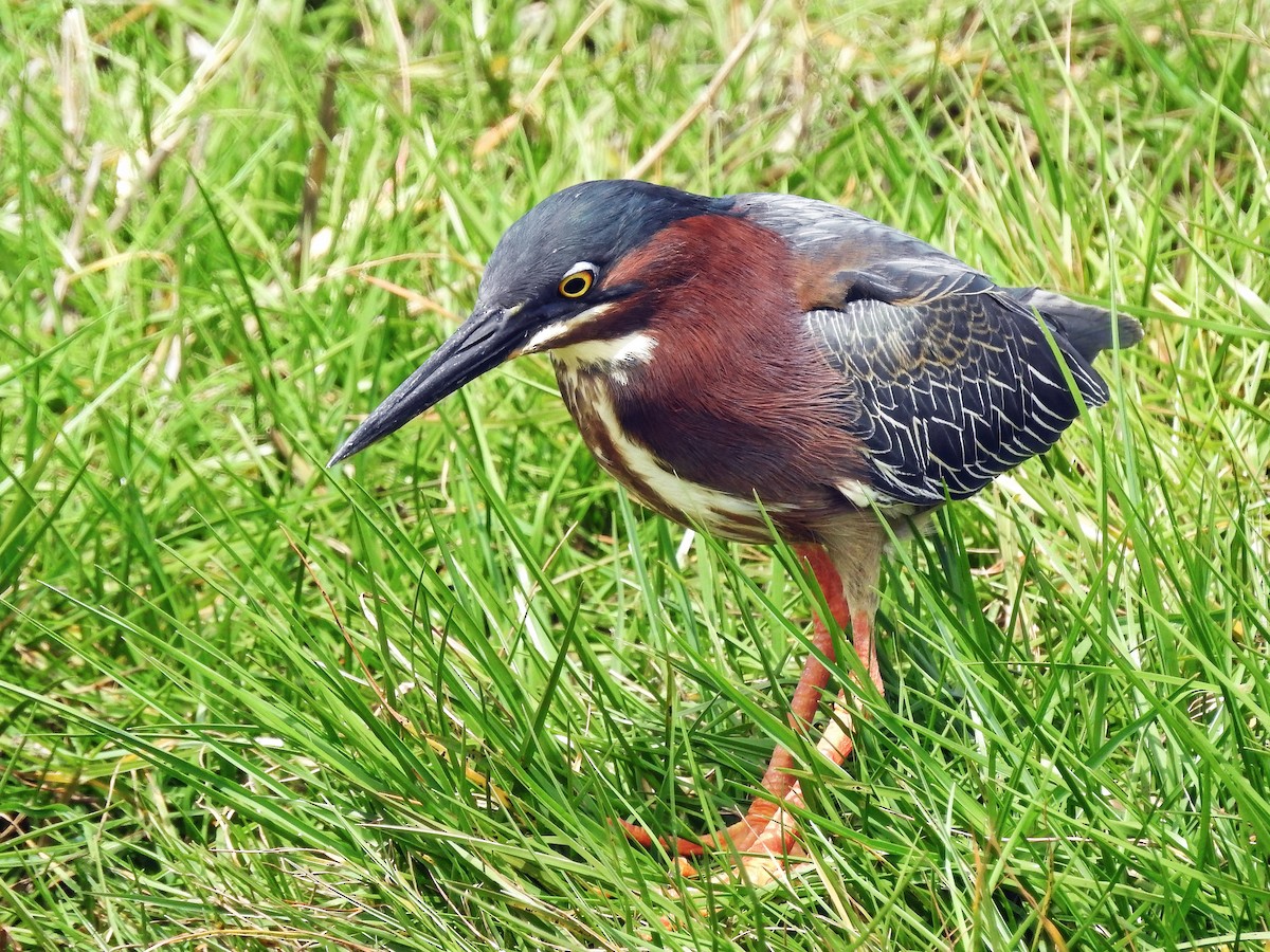 Green Heron - ML459268901