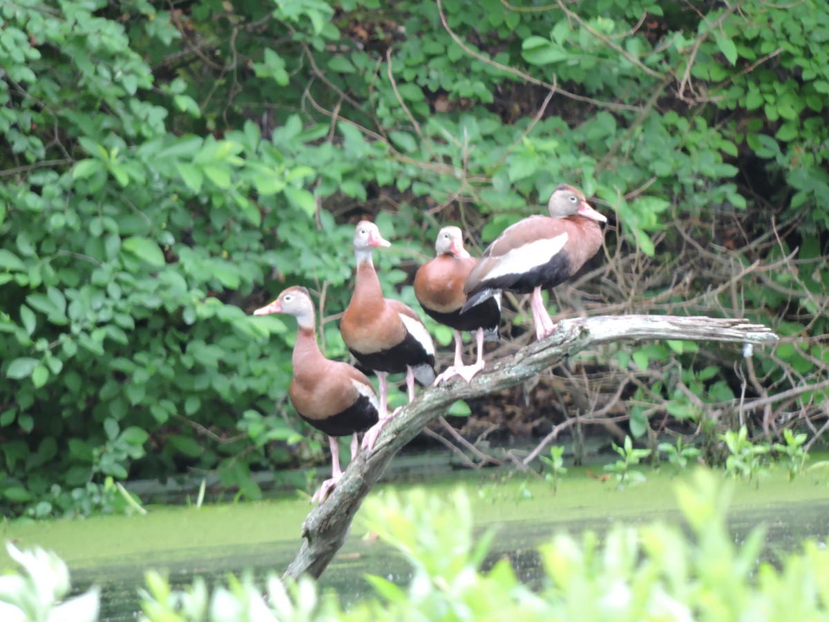 Black-bellied Whistling-Duck - ML459268951