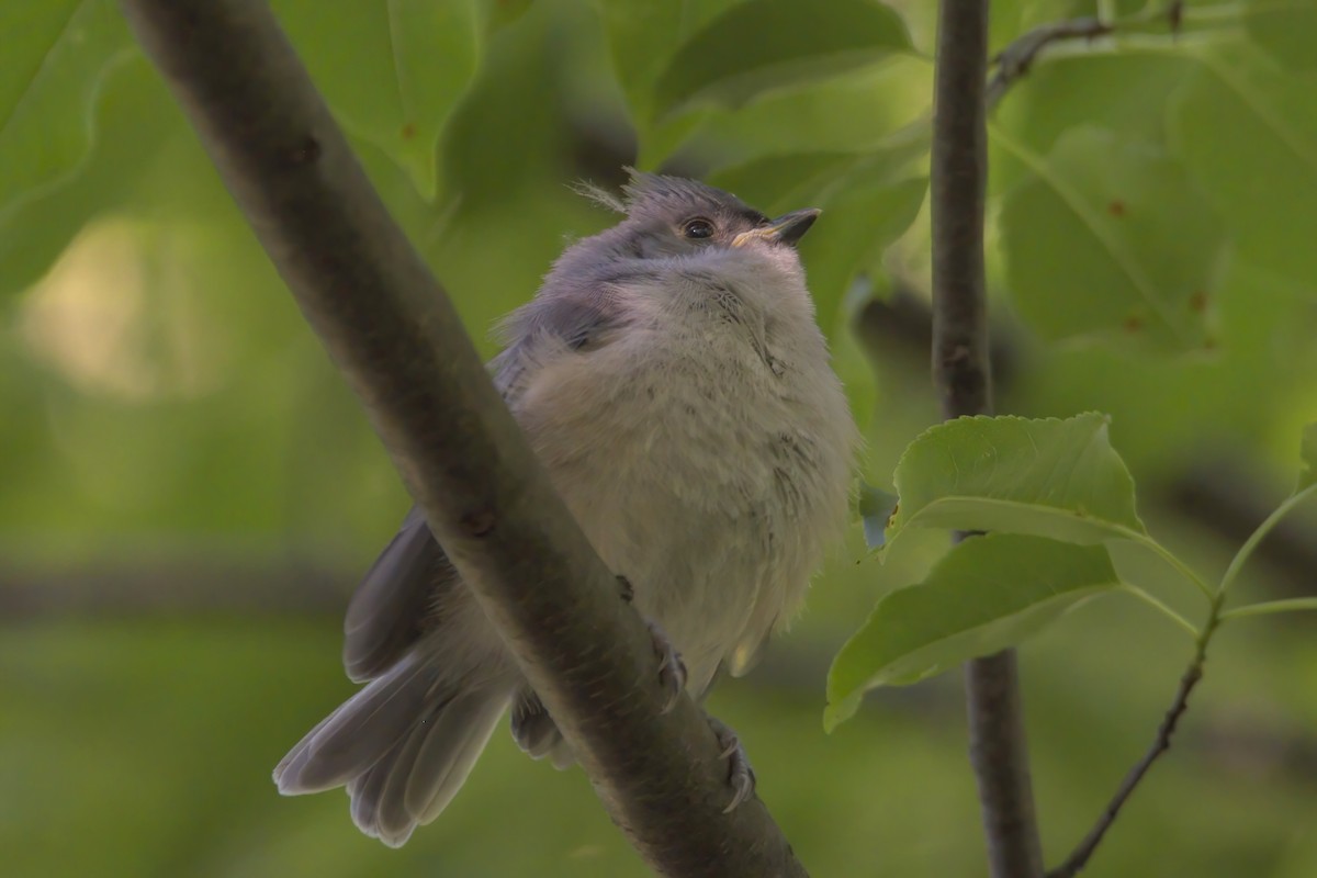 Tufted Titmouse - ML459269181