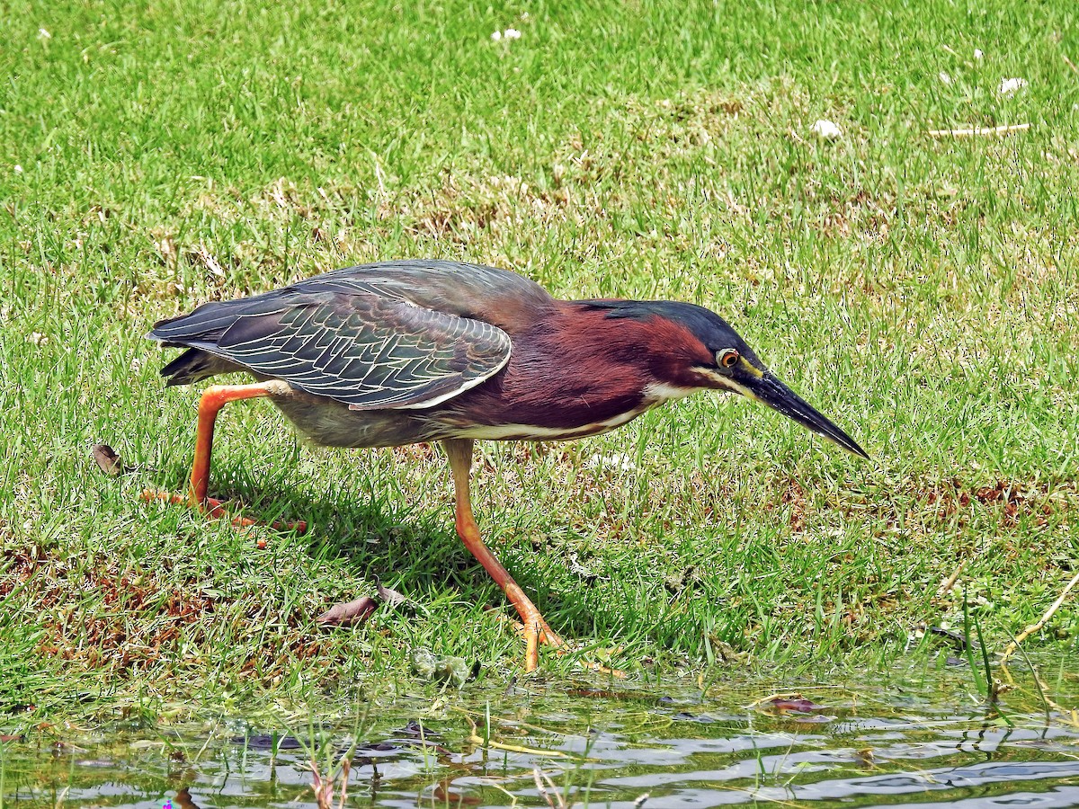 Green Heron - ML459269191