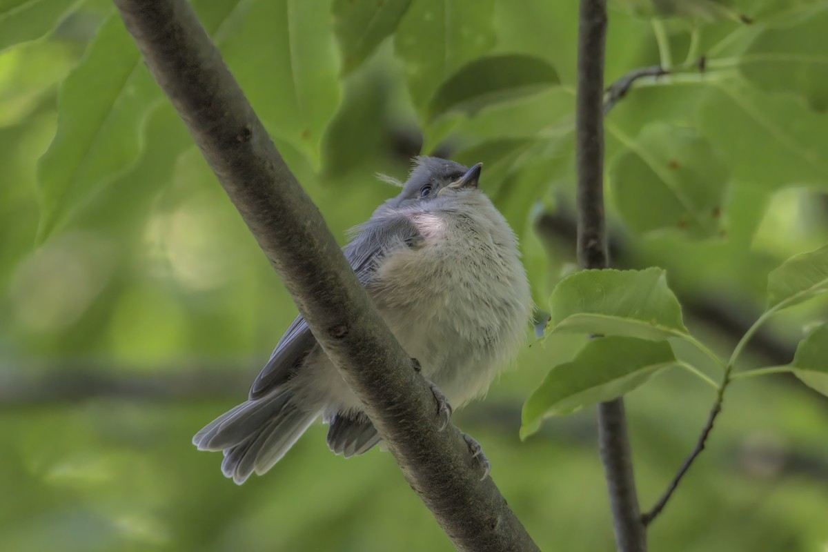 Tufted Titmouse - ML459269201