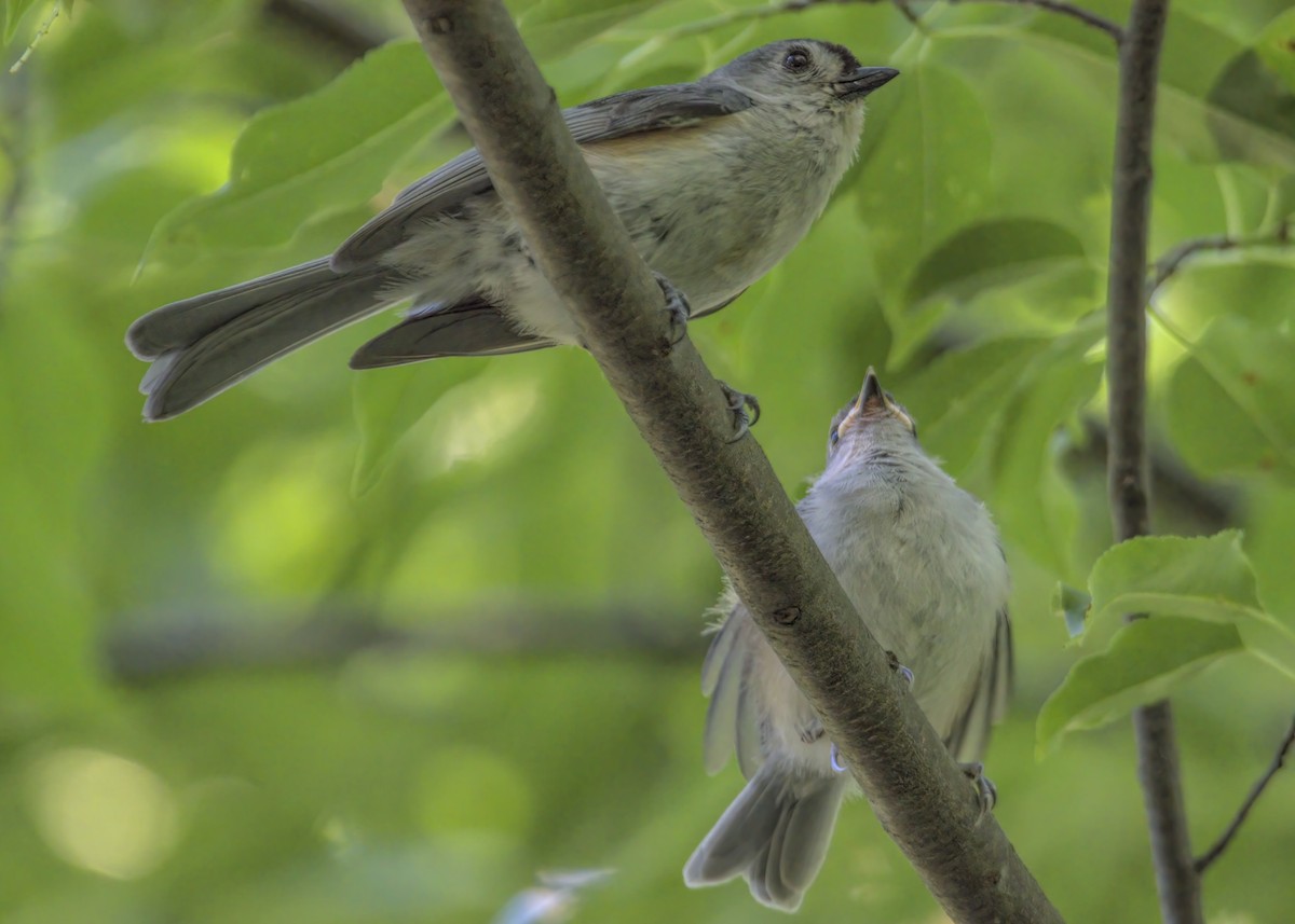 Tufted Titmouse - ML459269231