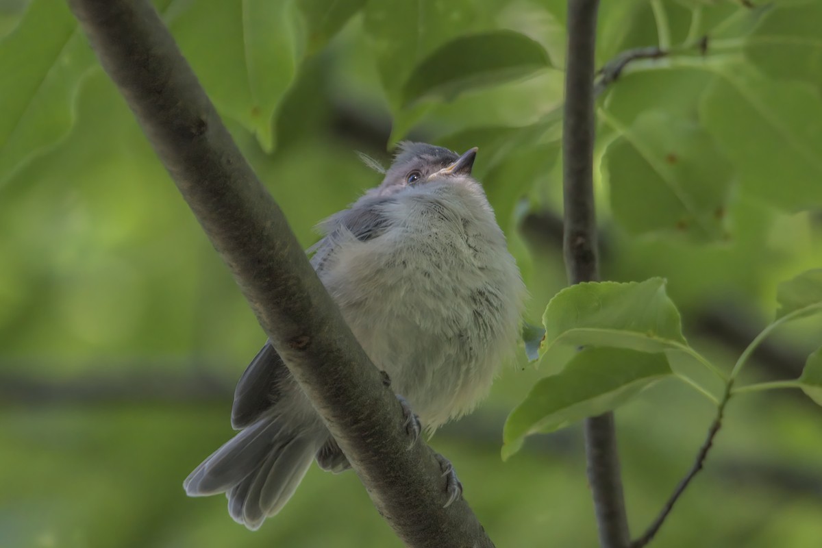 Tufted Titmouse - ML459269281