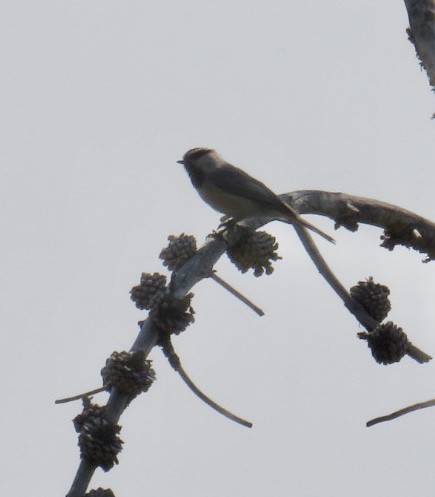 Mountain Chickadee - Angela Romanczuk