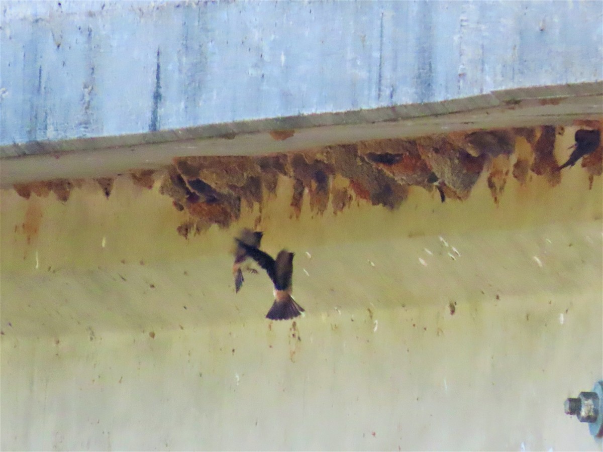 Cliff Swallow - ML459269631