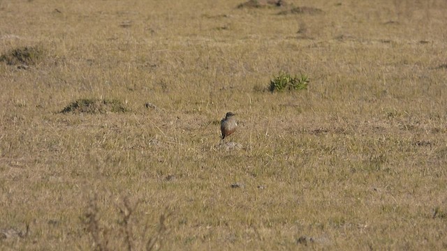 Pépoaza à ventre bai - ML459269801