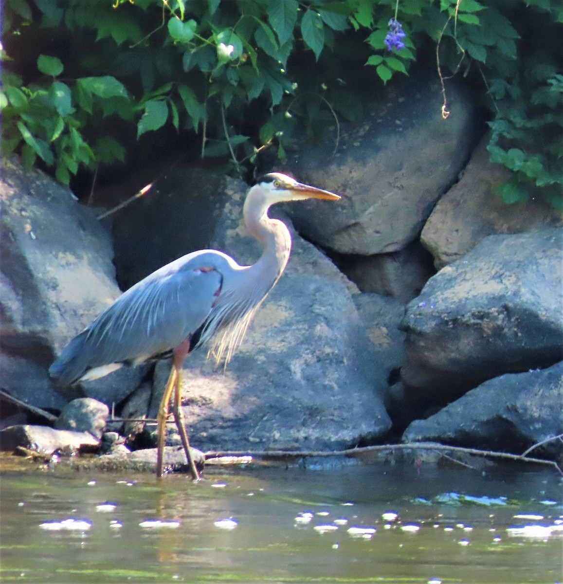 Great Blue Heron - ML459269871
