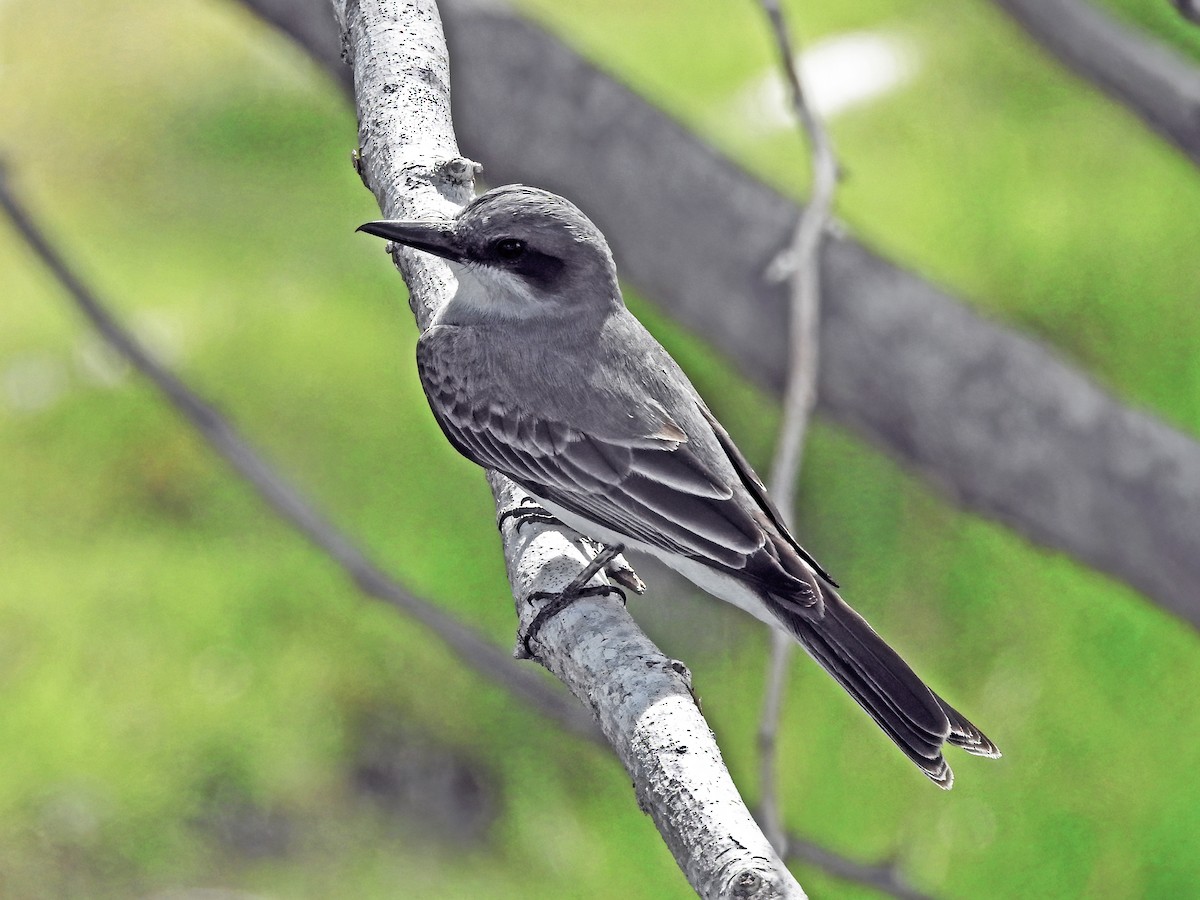 Gray Kingbird - ML459271611