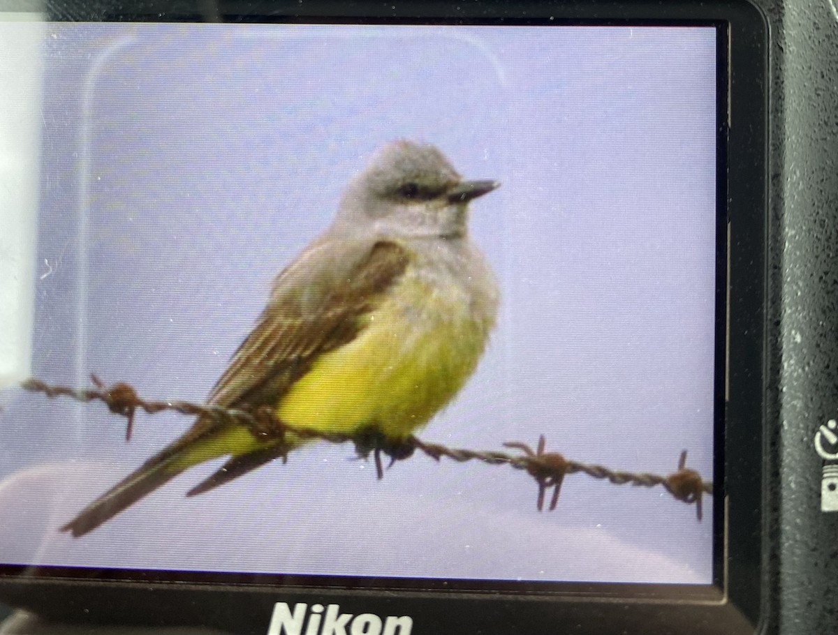eBird Checklist - 13 Jun 2022 - Kye Bay - 6 species