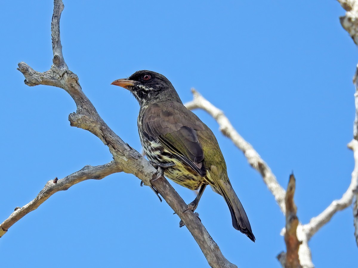 Palmchat - ML459272691