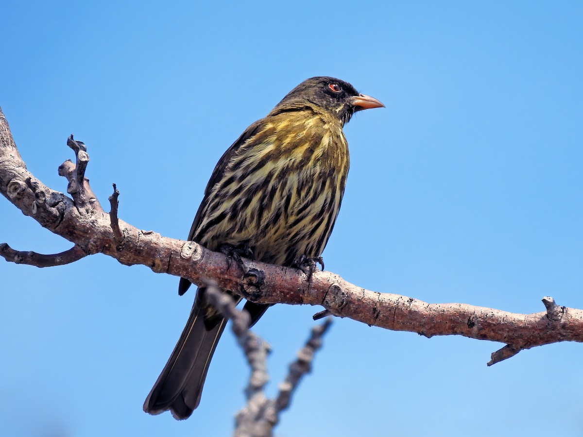 Palmchat - ML459272751