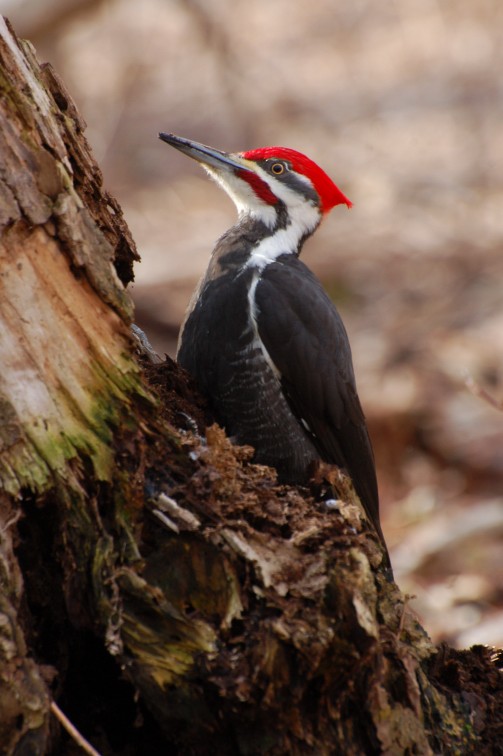 Pileated Woodpecker - Guillaume Charette