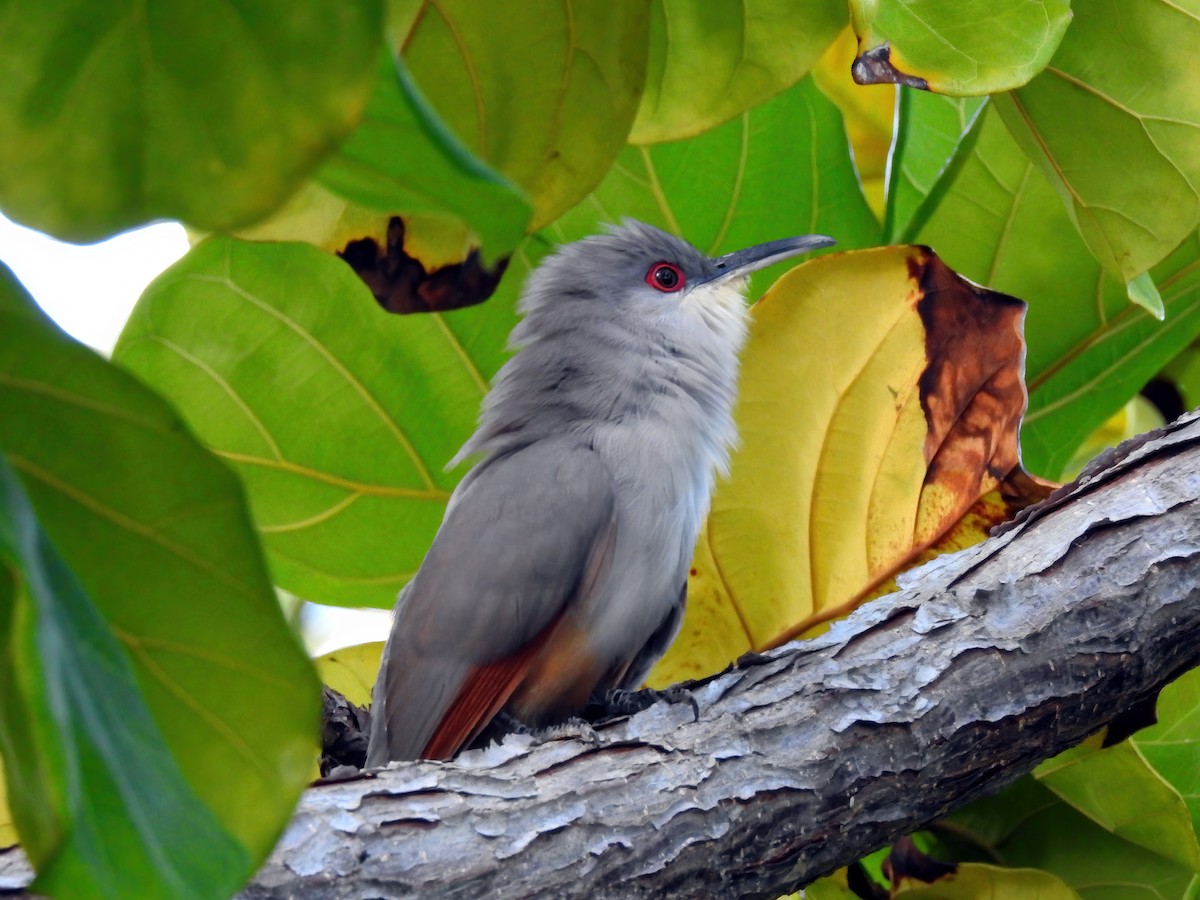 Hispaniolan Lizard-Cuckoo - ML459273381