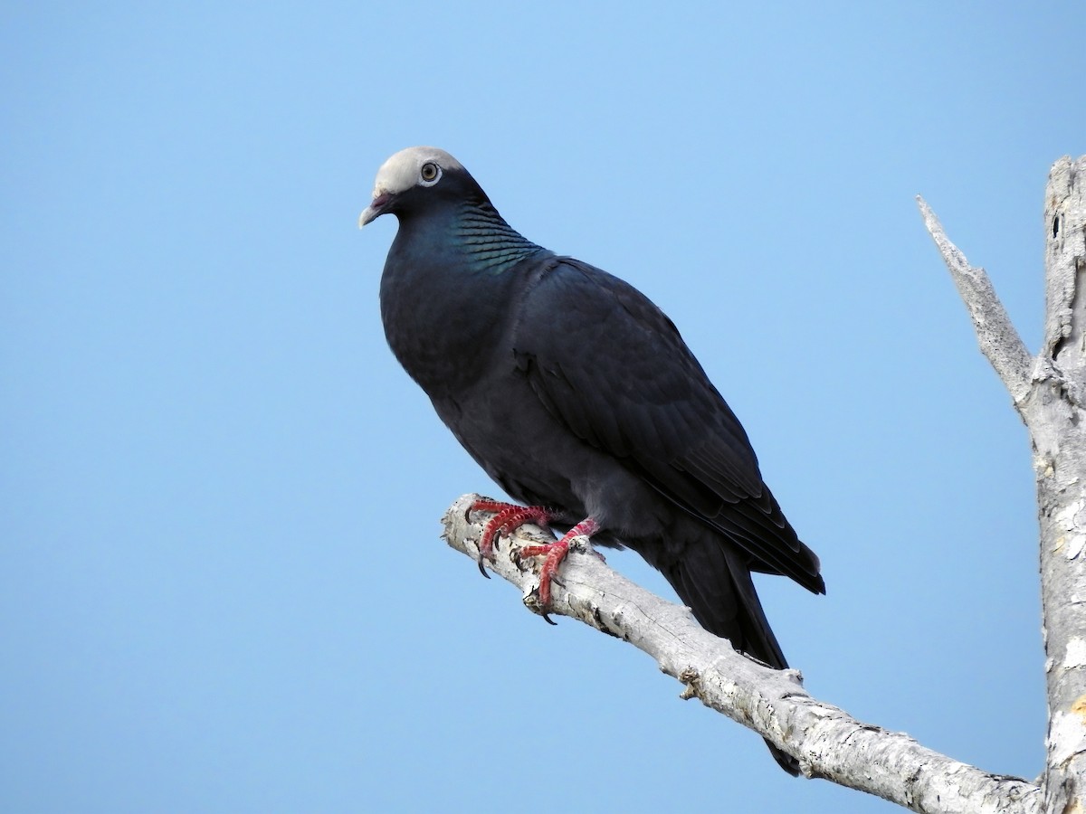 White-crowned Pigeon - ML459273551