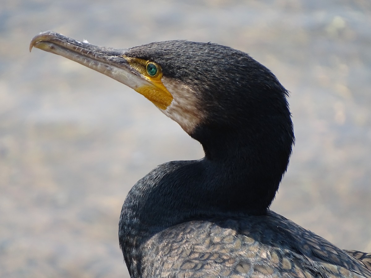 Great Cormorant - ML459273681