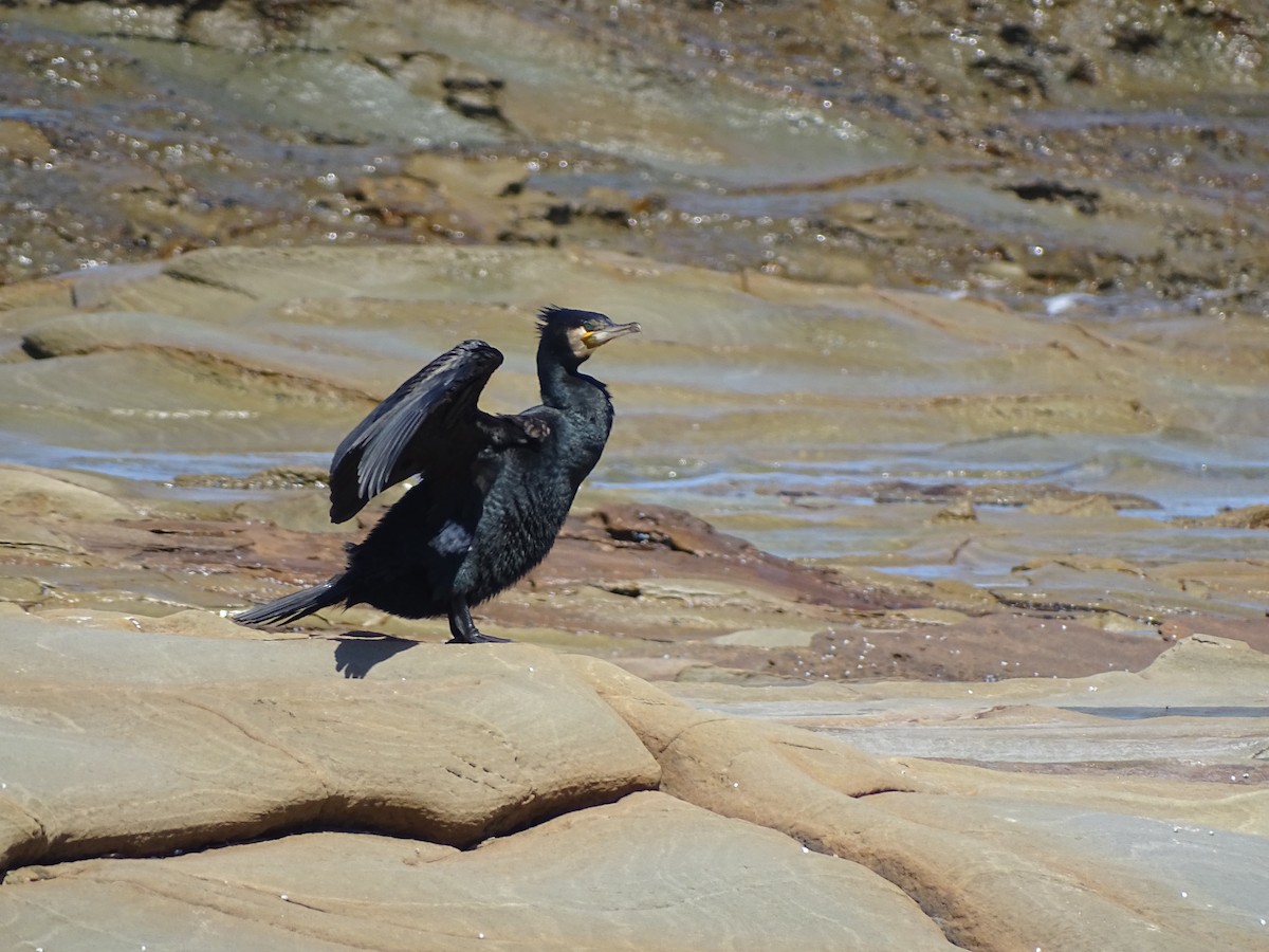 Great Cormorant - ML459273781