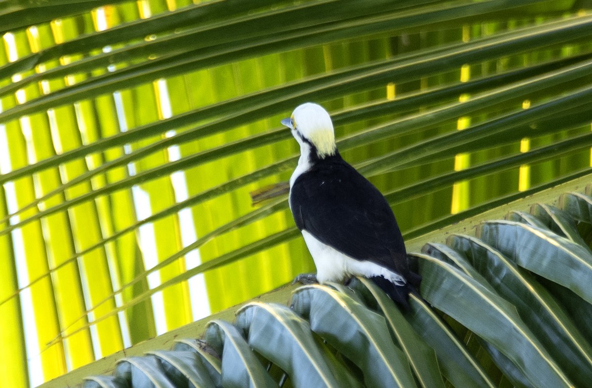 White Woodpecker - ML459274991