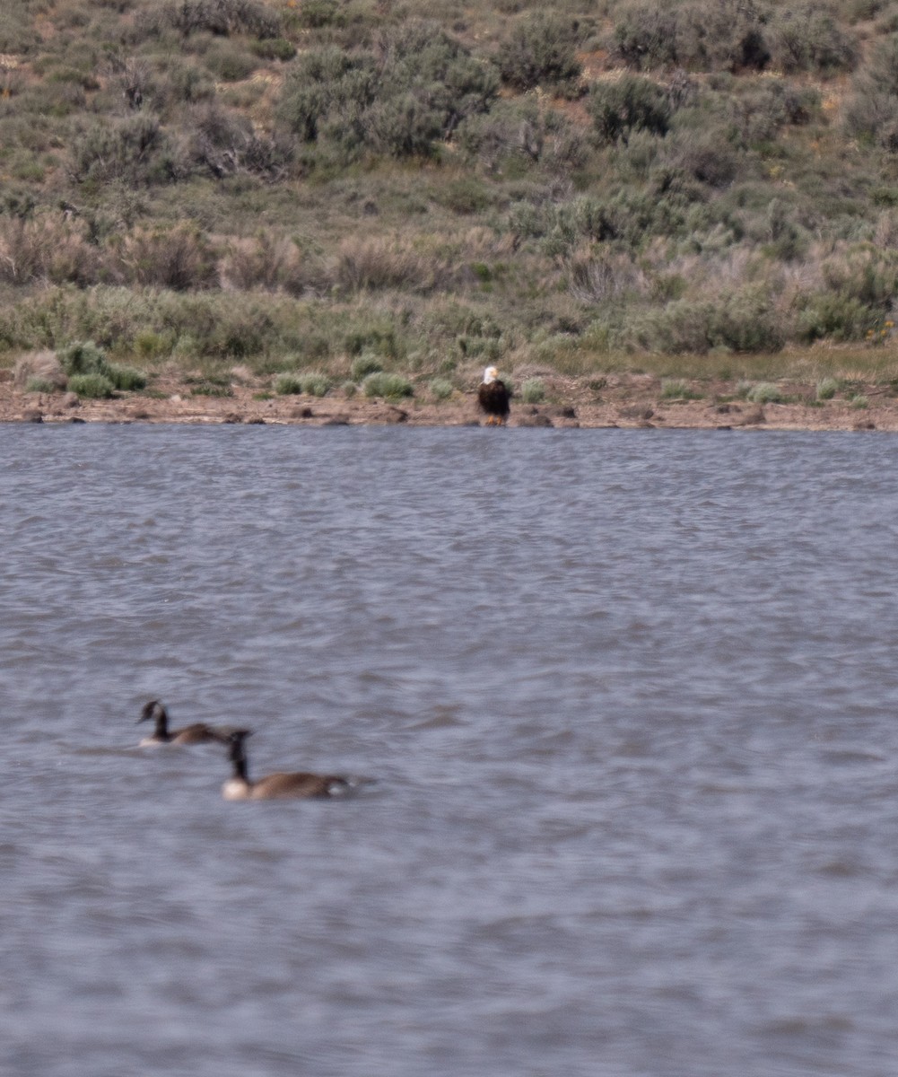 Bald Eagle - ML459275021