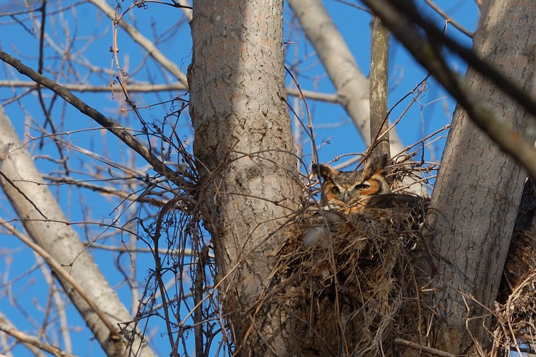 Great Horned Owl - ML45927601