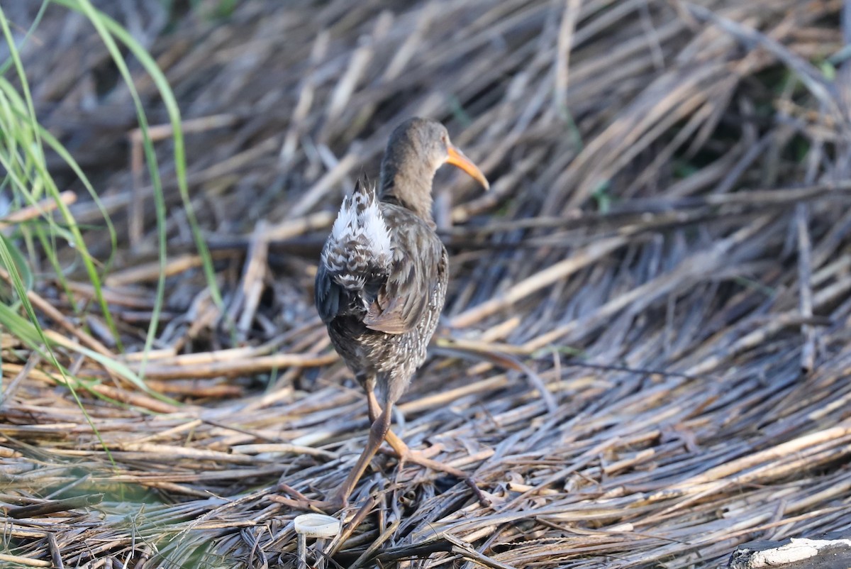 Clapper Rail - ML459276031