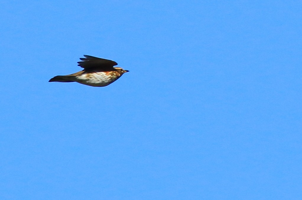 Redwing - ML45927641