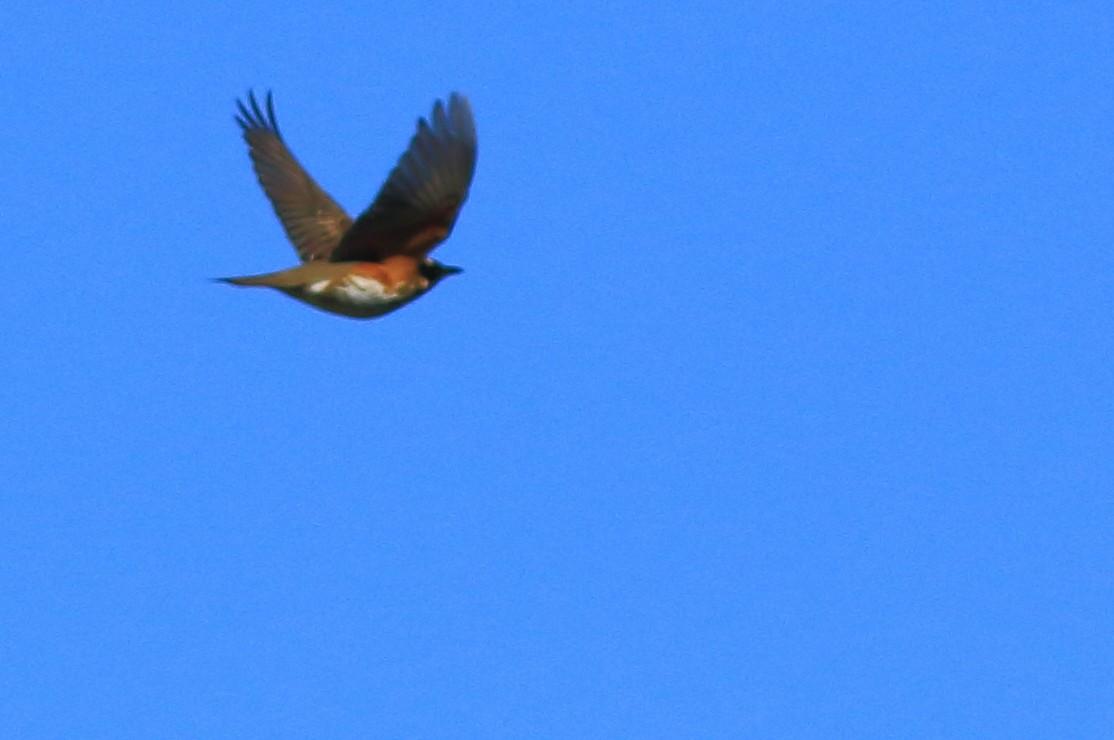 Redwing - ML45927651