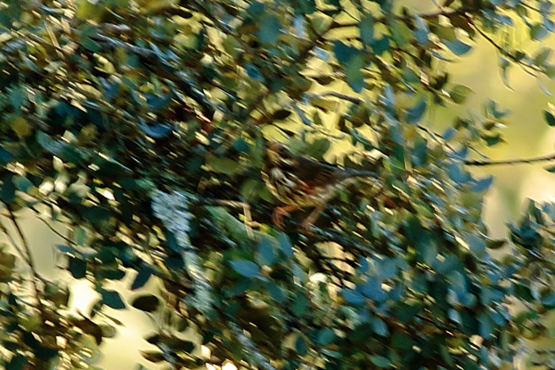 Redwing - ML45927671