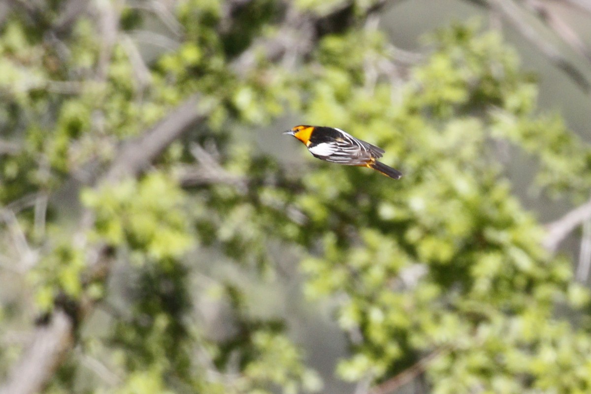 Bullock's Oriole - ML459276971