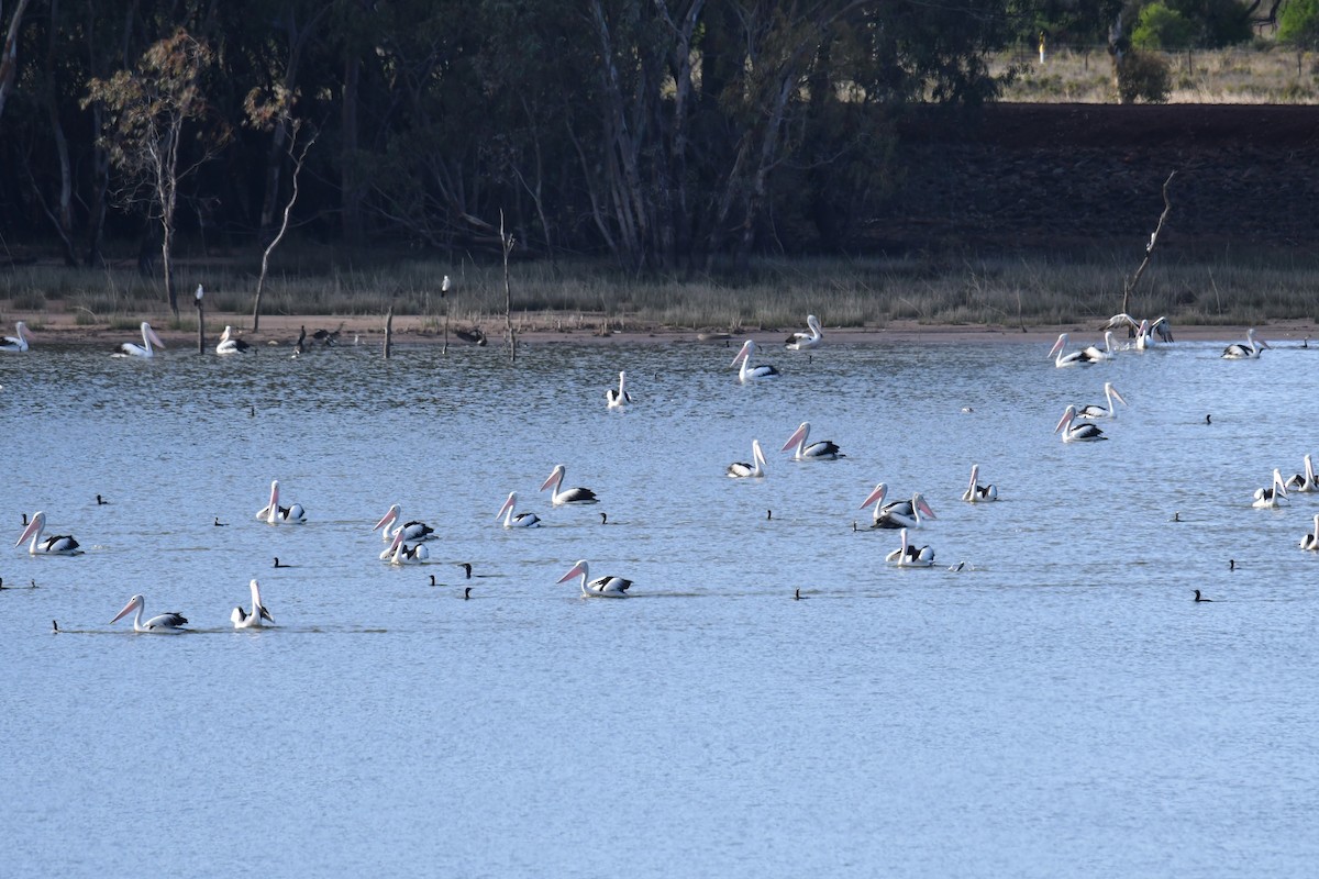 Australian Pelican - ML459277351