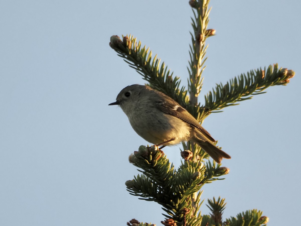 Ruby-crowned Kinglet - ML459277461