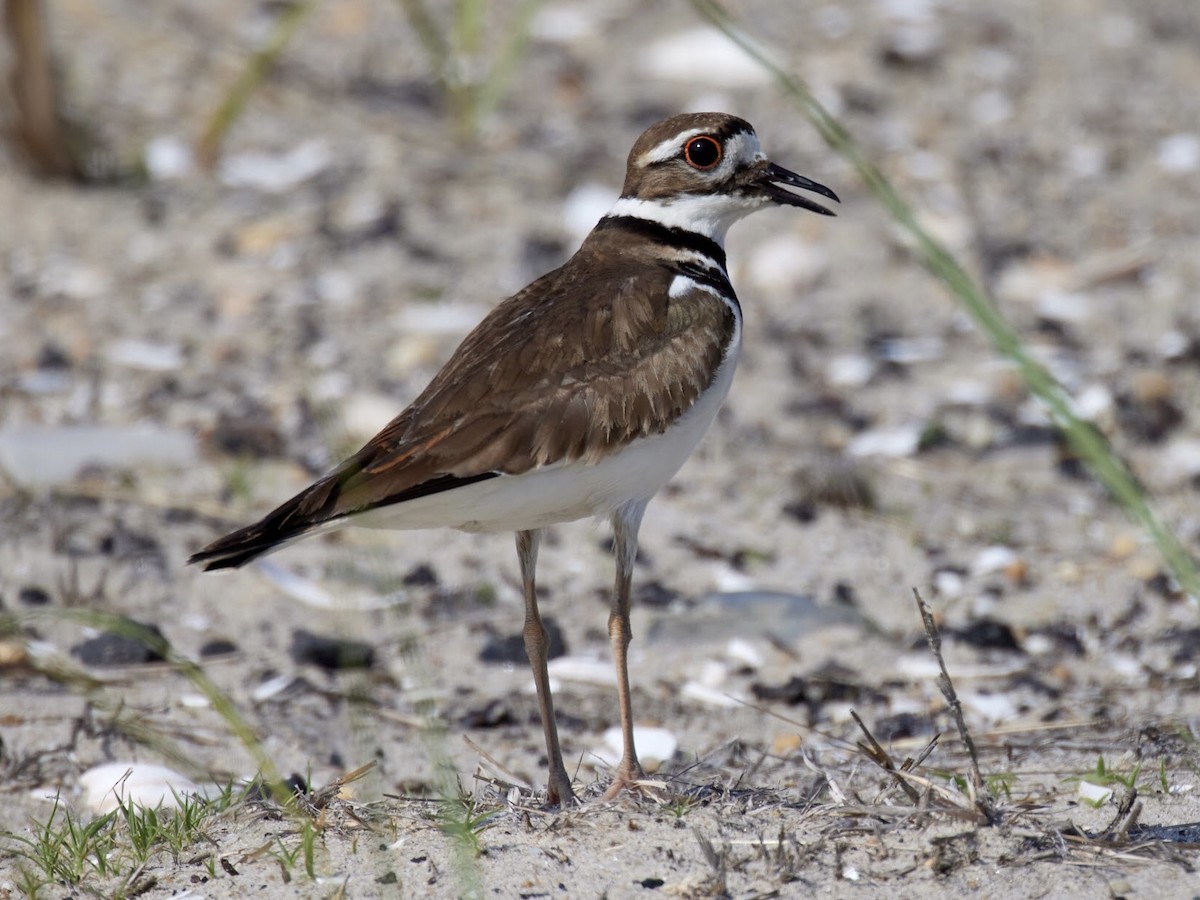 Killdeer - ML459278561