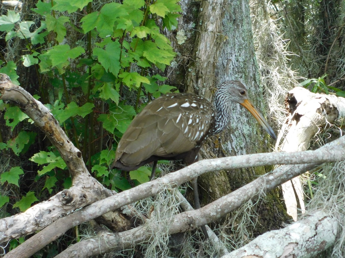 Limpkin - ML459279481